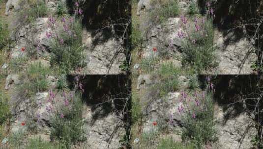 阿拉贡Sierras花朵特写镜头高清在线视频素材下载