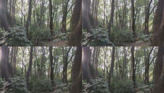 森林中茂盛的树木高清在线视频素材下载