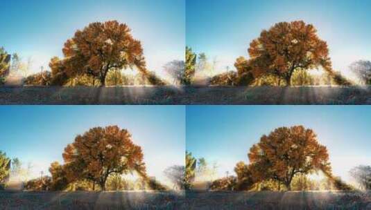 秋天阳光穿过树木光影移动延时高清在线视频素材下载