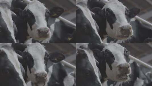 牛在吃草高清在线视频素材下载