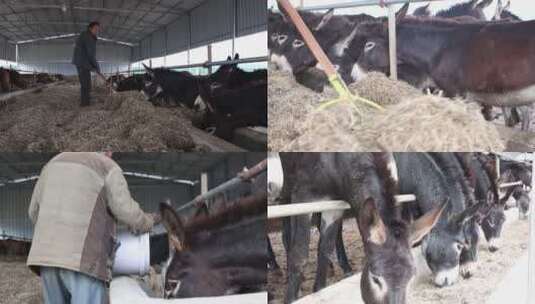 养殖场养驴 驴厂 养骡 喂骡子 吃草的驴高清在线视频素材下载
