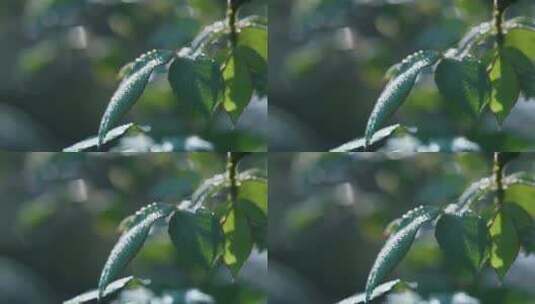 沾满露水的植物叶子高清在线视频素材下载