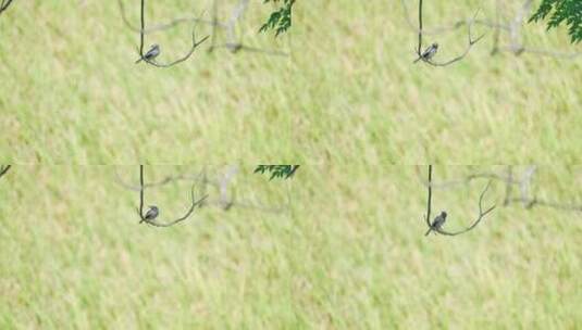 南方乡村稻田旁树上栖息的鹊鸲高清在线视频素材下载