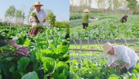 红菜苔产地高清在线视频素材下载