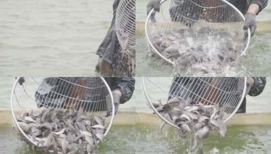渔民 捕鱼 捞鱼高清在线视频素材下载