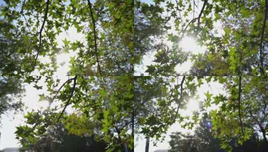 夏天逆光树叶高清在线视频素材下载