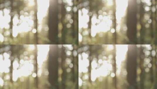 阳光逆光竹叶树叶树林晴天唯美夏至空镜头高清在线视频素材下载