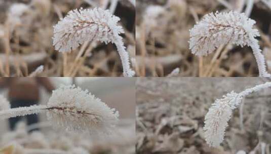 冬天里的霜雪高清在线视频素材下载