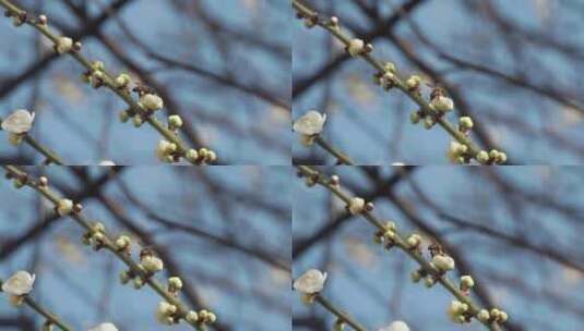 春天阳光下盛开的白色梅花和蜜蜂高清在线视频素材下载