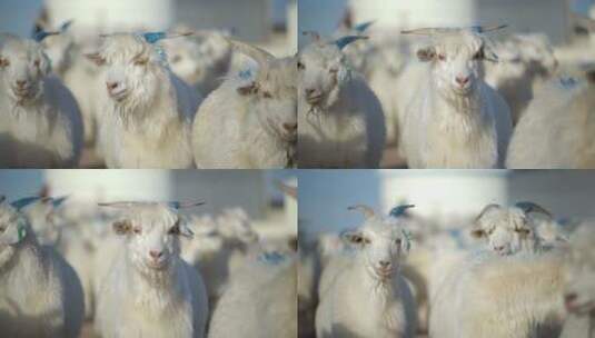 白山羊羊群高清在线视频素材下载