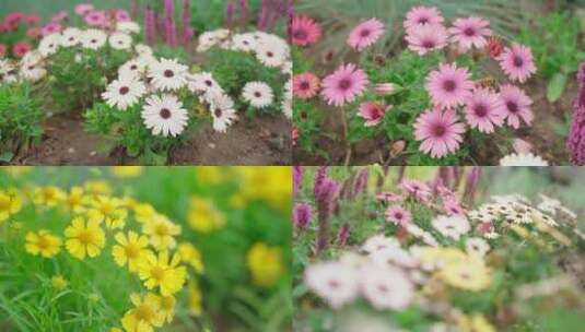 国家植物园 北京植物园 花卉 雏菊高清在线视频素材下载
