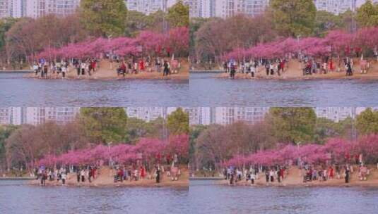 市民在公园湖旁梅园拍摄梅花拍花高清在线视频素材下载
