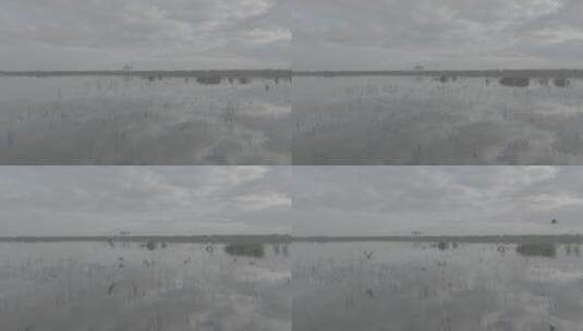 美丽中国-生态湿地湿地鸟群高清在线视频素材下载
