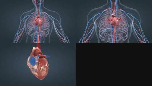 心脏心脏泵血心脏跳动工作原理三维动画高清在线视频素材下载