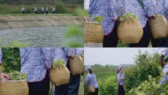 丰收季油茶山采摘女们背着竹篓采摘油茶果高清在线视频素材下载