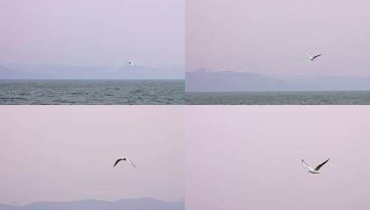 云南大理洱海海鸥升格慢镜头实拍视频高清在线视频素材下载