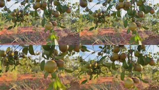 秋天油茶树结满油茶果高清在线视频素材下载