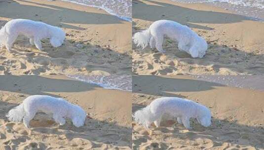 海边旅行时在海滩上捡贝壳和海螺漂流瓶高清在线视频素材下载