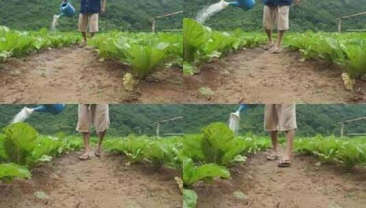 农民给蔬菜浇水高清在线视频素材下载