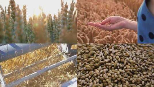 麦田麦子丰收绿色麦田金色麦田麦子收割合集高清在线视频素材下载