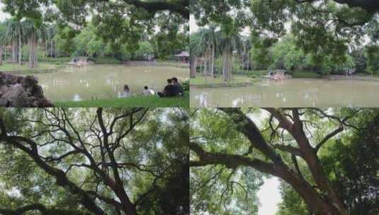 公园里大樟树高清在线视频素材下载