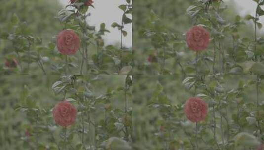 香妃茶花红色茶花山茶花高清在线视频素材下载