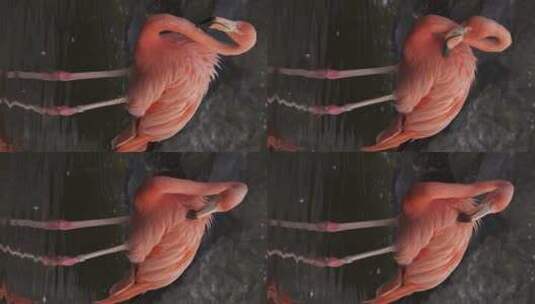 美国火烈鸟在水中的近距离垂直拍摄，另一只到达高清在线视频素材下载