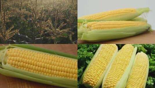新鲜玉米实拍高清在线视频素材下载