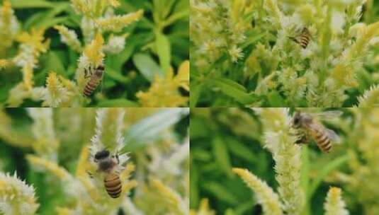 奔忙勤劳采蜜的蜜蜂野外景观昆虫视频素材高清在线视频素材下载