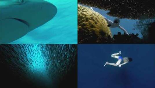 海洋生物海龟鱼群珊瑚潜水高清在线视频素材下载