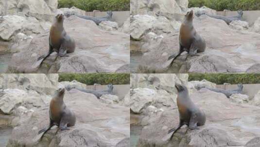 岩石上的海狮高清在线视频素材下载