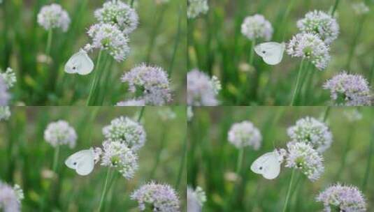 白色的蝴蝶在花丛中吃花蜜高清在线视频素材下载