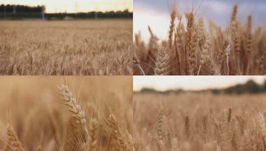 成熟的小麦视频合集高清在线视频素材下载