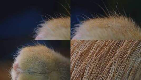 动物毛发猫毛特写微距摄影高清在线视频素材下载