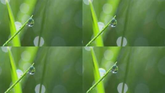 水滴落下低落嫩绿色的草高清在线视频素材下载