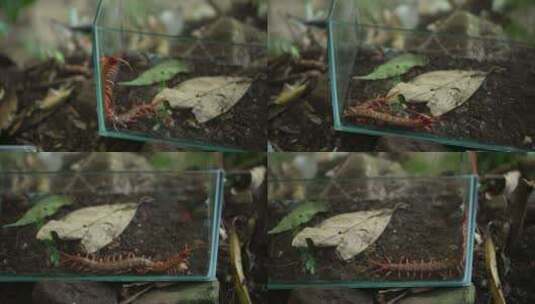 云南 普洱森林中的小林蛙高清在线视频素材下载