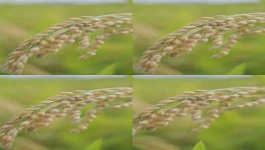 水稻水稻田高清在线视频素材下载