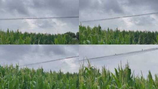 玉米地天空电线杆飞鸟左移高清在线视频素材下载