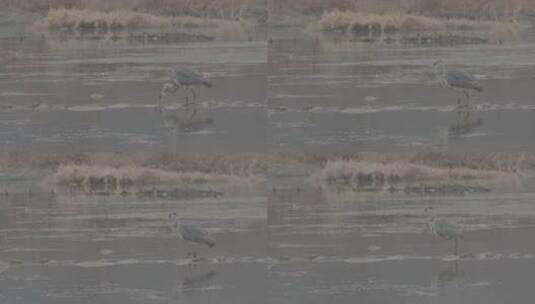 湿地苍鹭高清在线视频素材下载