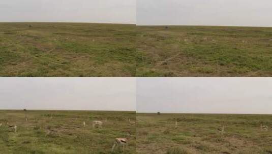 塞伦盖蒂平原，一小群瞪羚在吃草，远处有一辆狩猎旅游车高清在线视频素材下载