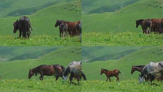 在山上吃草的马群高清在线视频素材下载