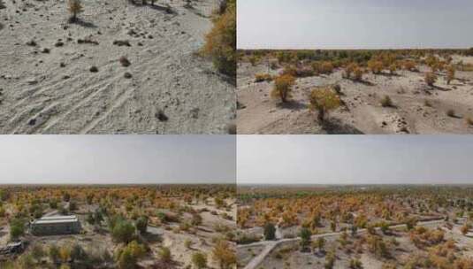 航拍新疆秋天沙漠高清在线视频素材下载