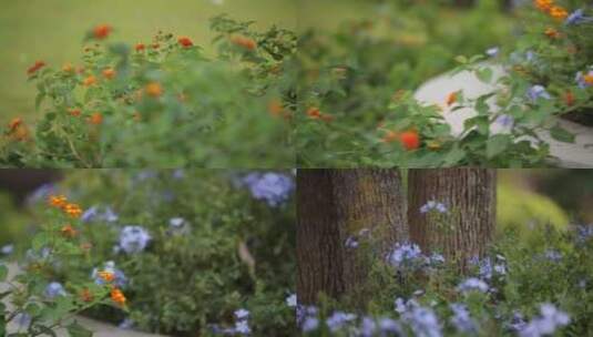 鲜花草木高清在线视频素材下载