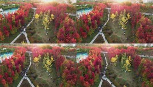 西安雁南公园秋季航拍高清在线视频素材下载