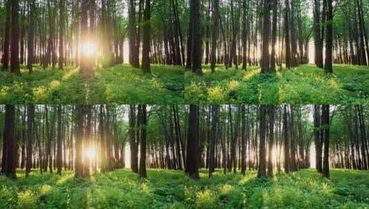 阳光穿过森林的光影和光线高清在线视频素材下载