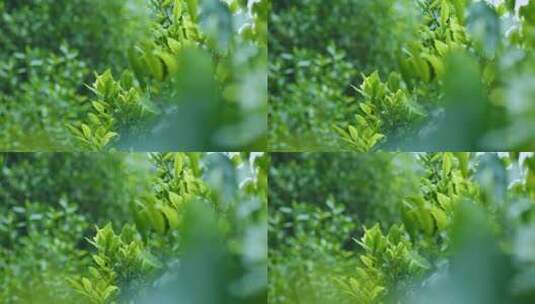 茶叶茶芽滴水茶树茶园自然生长空镜高清在线视频素材下载
