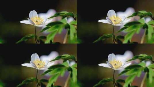 花朵 植物 花卉高清在线视频素材下载
