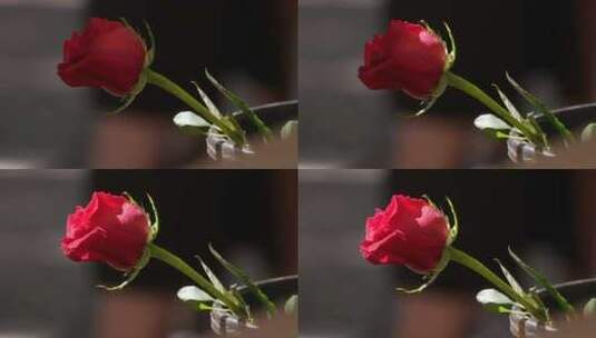 阳光缓慢洒过盛开的玫瑰花高清在线视频素材下载