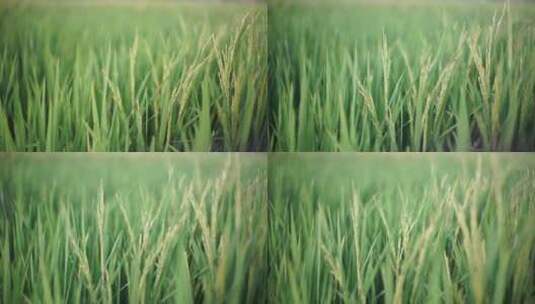 稻田水稻高清在线视频素材下载