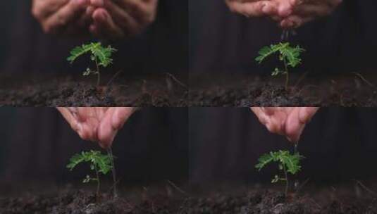 水滴，幼芽的生命。在肥沃的土高清在线视频素材下载
